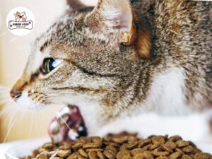 Cân bằng dinh dưỡng thức ăn cho mèo