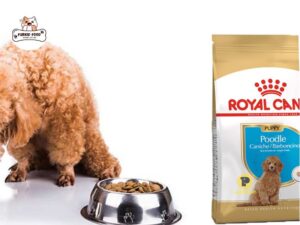 Thức ăn hạt Royal Canin