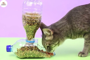 Các cách làm hộp đựng thức ăn cho mèo đơn giản