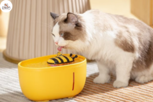 Bổ sung nước cũng là thức ăn cho mèo mẹ sau khi sinh