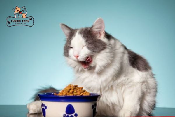 thức ăn cho mèo catsrang có tốt không