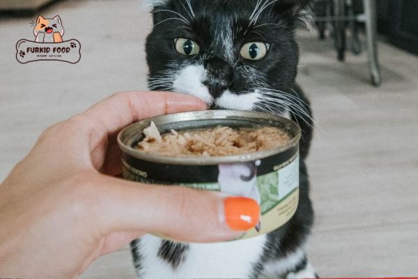 Thức ăn cho mèo con 2 tháng tuổi