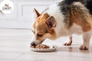 Những cách khuyến khích chó ăn đầy đủ