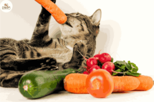 Gợi ý 4 loại thức ăn có lợi cho mèo giúp mèo nhiều sữa