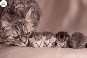Những điều bạn cần biết khi mèo mẹ mới sinh