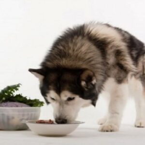 Chó ăn cơm tốt không