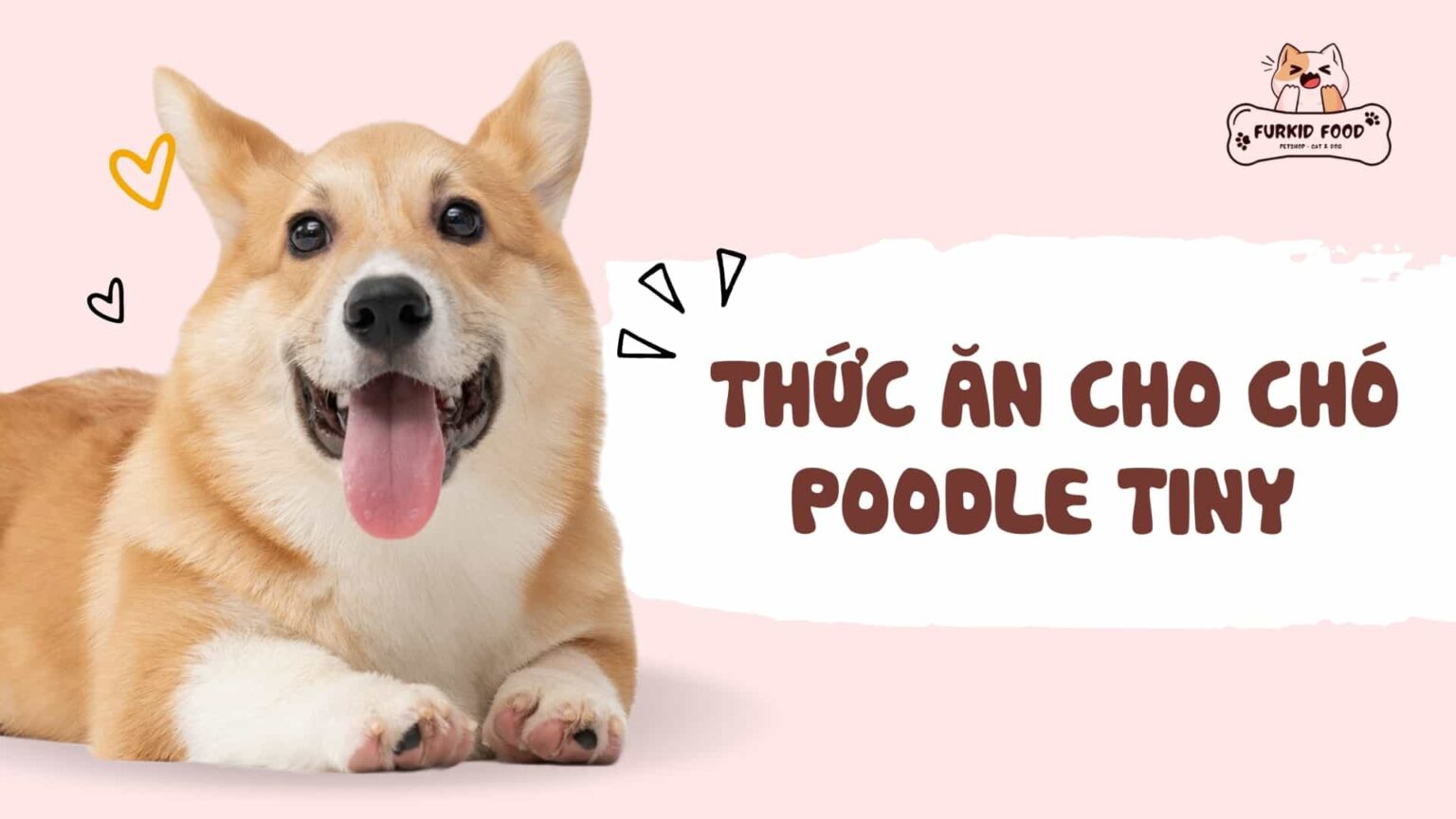 thuc-an-cho-cho-poodle-tiny-1536x864.jpg